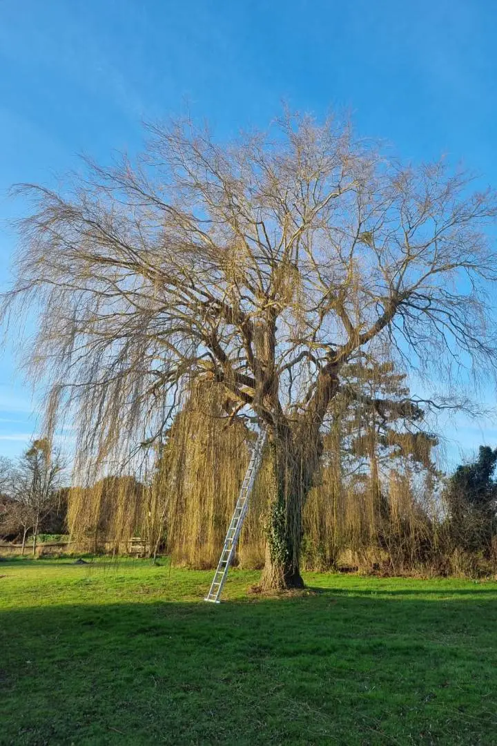 High Cutz Tree & Garden Care